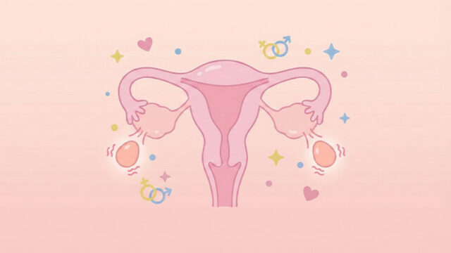 Illustration av livmoder där två ägg frigörs från äggstockarna under ägglossning, vilket kan leda till tvillinggraviditet.