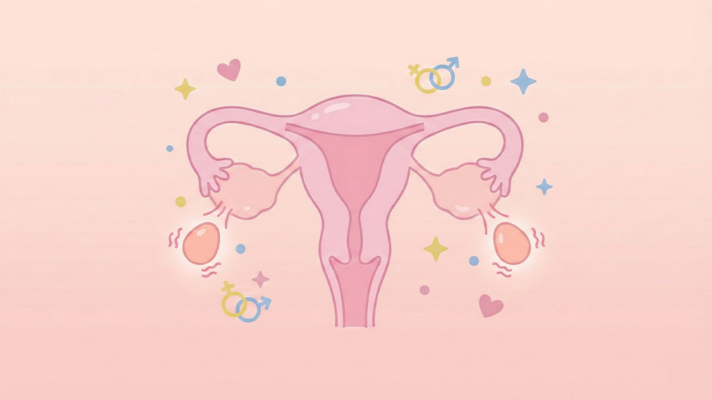 Illustration av livmoder där två ägg frigörs från äggstockarna under ägglossning, vilket kan leda till tvillinggraviditet.