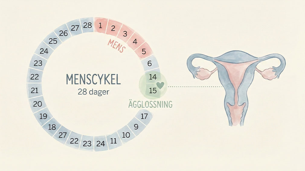 Pedagogisk illustration av menscykel i kalenderform med markerad ägglossning och en anatomisk symbol för livmodern.